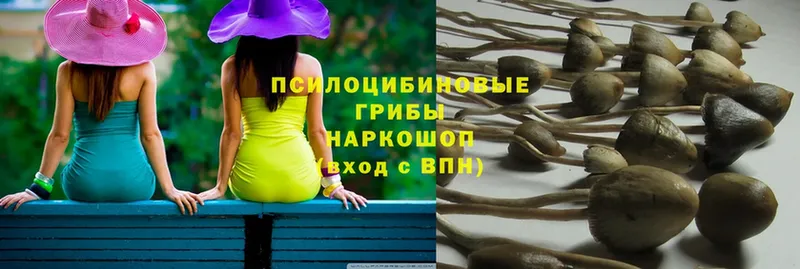 Галлюциногенные грибы Psilocybe Починок